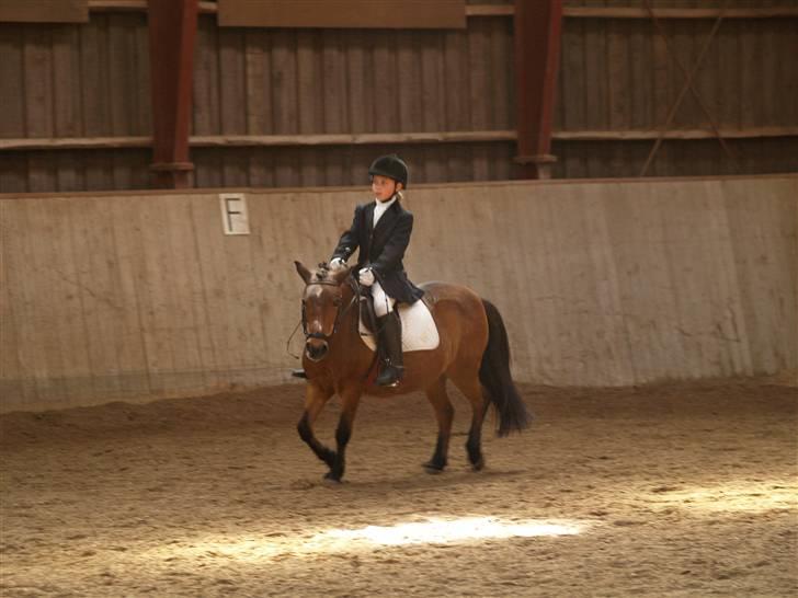 Anden særlig race Dipsi *på pansion* - opvarmning til stævne :) billede 8