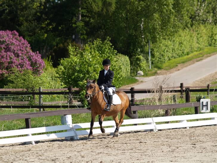 Anden særlig race Dipsi *på pansion* - GALLOP sjorve forben Dipsi HiHI billede 10