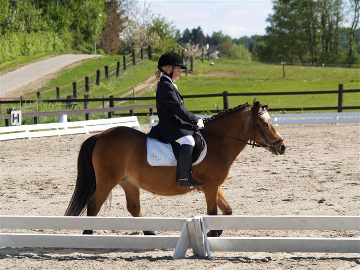 Anden særlig race Dipsi *på pansion* - Verdenss smukkeste pony!! billede 11