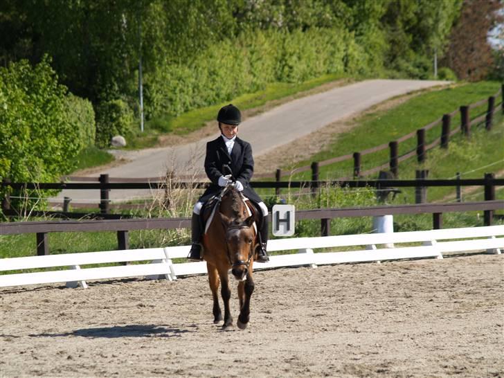 Anden særlig race Dipsi *på pansion* - så skritter vi skræt igennem... billede 12