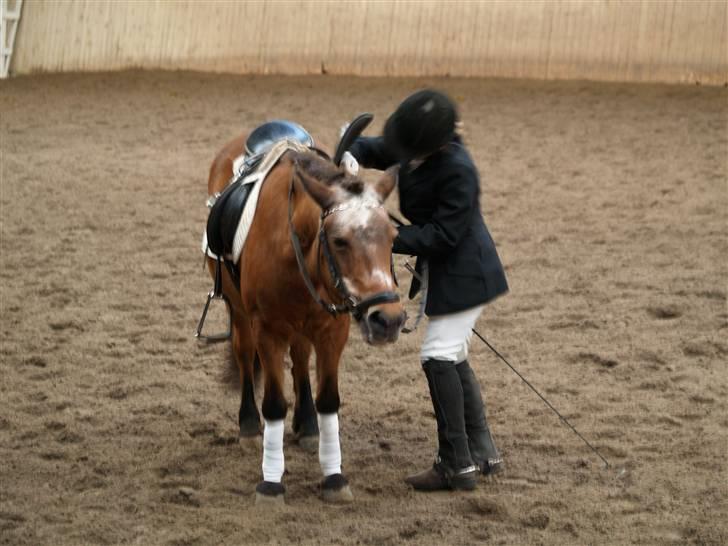 Anden særlig race Dipsi *på pansion* - Så spånder vi grorden billede 13