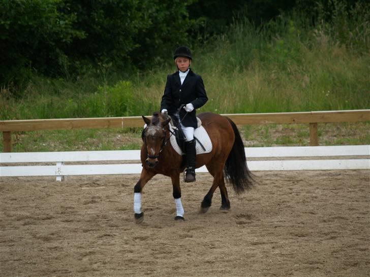 Anden særlig race Dipsi *på pansion* - Hey smukke TØS!! billede 14