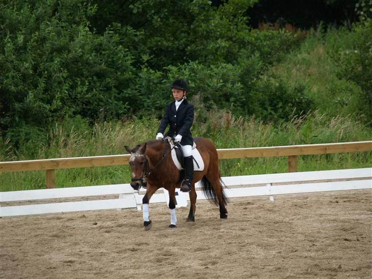 Anden særlig race Dipsi *på pansion* - Min gamle pony... billede 15