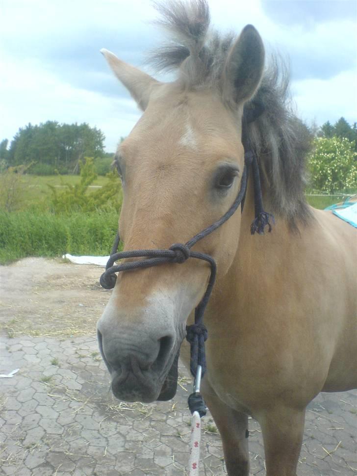 Fjordhest Mulle - lige været i bad... man er lidt betuttet? billede 9