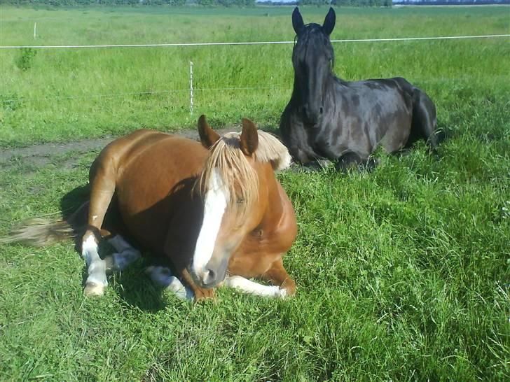 Anden særlig race Stabygårds Misty billede 4