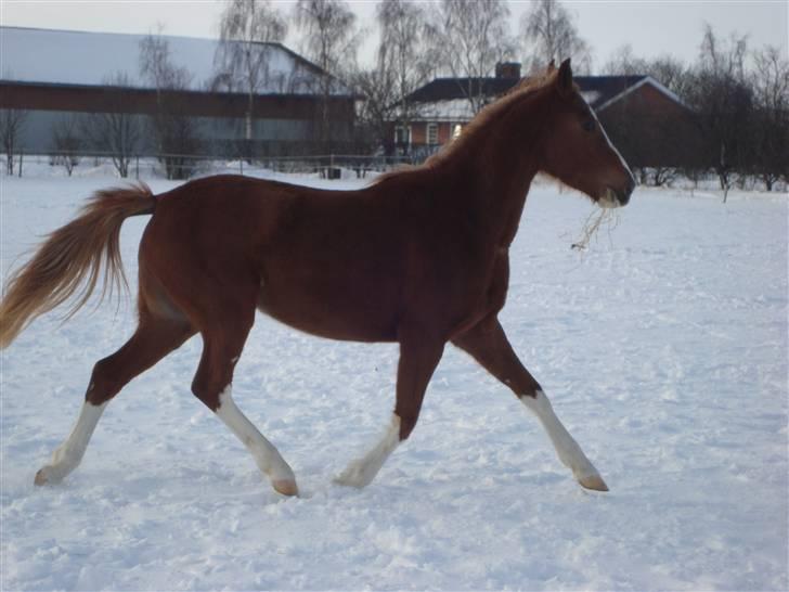 Anden særlig race Stabygårds Misty billede 5