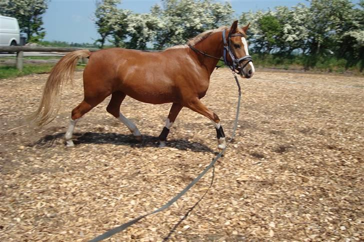 Anden særlig race Stabygårds Misty billede 8