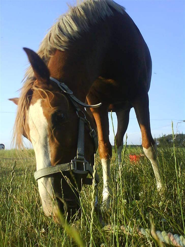 Anden særlig race Stabygårds Misty billede 9