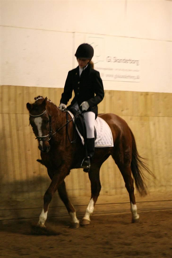 Tysk Sportspony Faria *10/11-08 R.I.P * billede 16