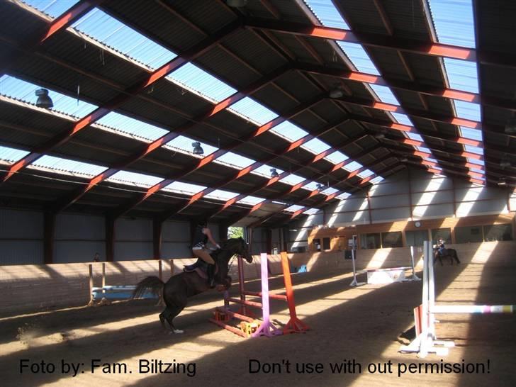 Anden særlig race Bumle *R.I.P* - Billede 5: Vinni H springer i ridehus for første gang sammen. Springer her 70 cm billede 5