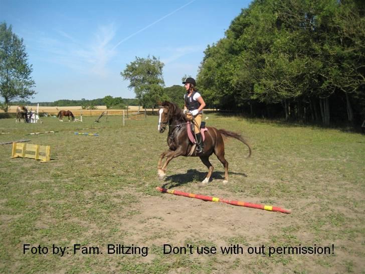 Anden særlig race Bumle *R.I.P* - Billede 9: Vinni H og bom træning billede 9