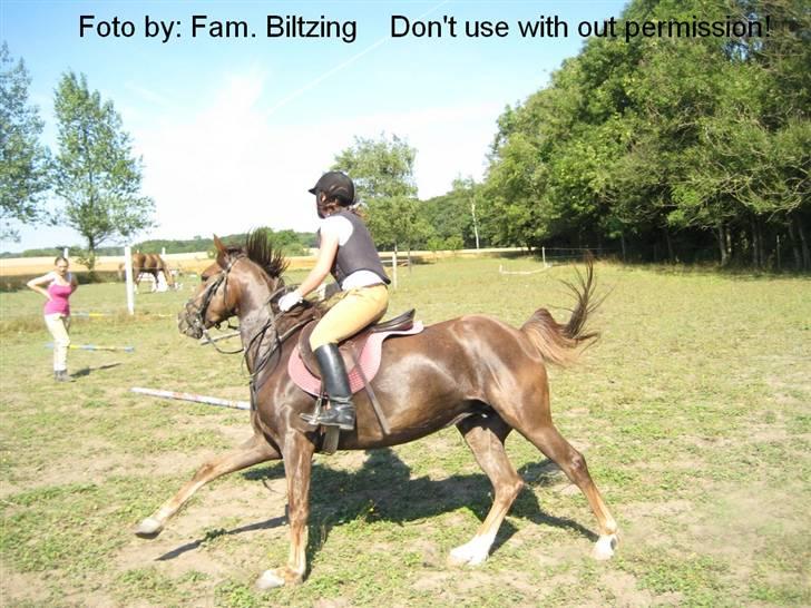 Anden særlig race Bumle *R.I.P* - Billede 10: Vinni H laver snæver vending til lavt spring billede 10