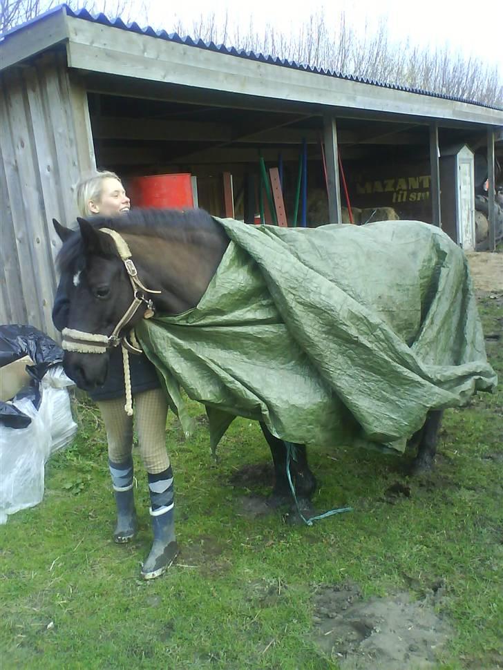 Anden særlig race Black Beauty  - først gang med plastic, hun var helt ligeglad. :D billede 13