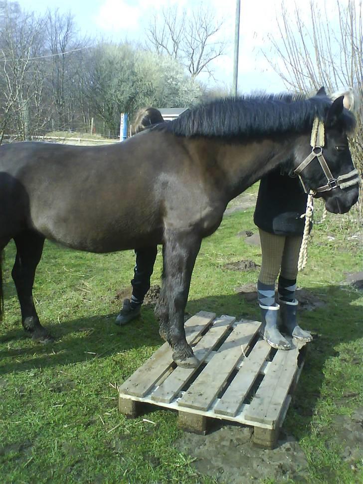 Anden særlig race Black Beauty  - På palle. :D Hun er så dygtig. ;) billede 14