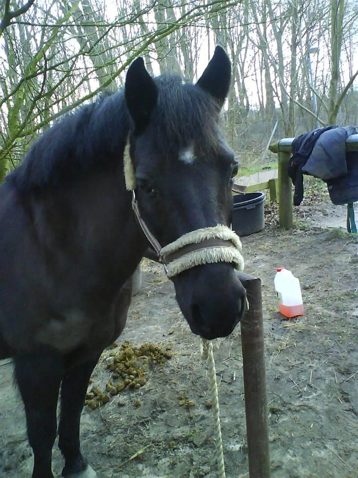 Anden særlig race Black Beauty  billede 15