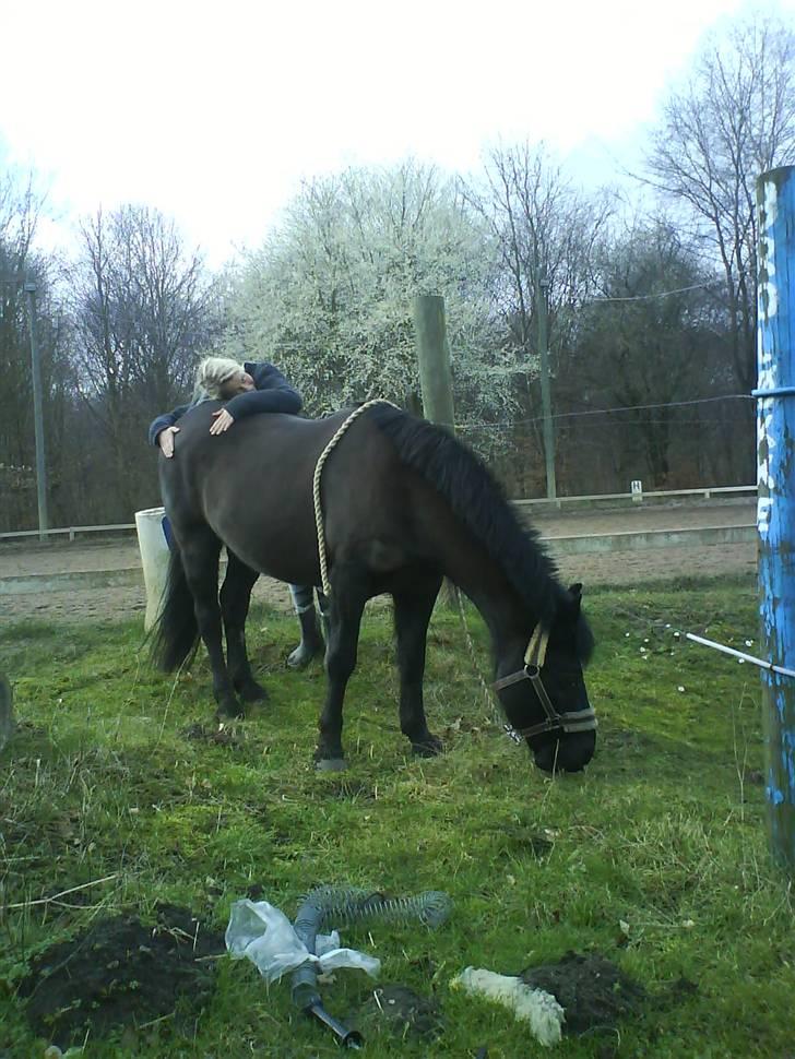 Anden særlig race Black Beauty  billede 16