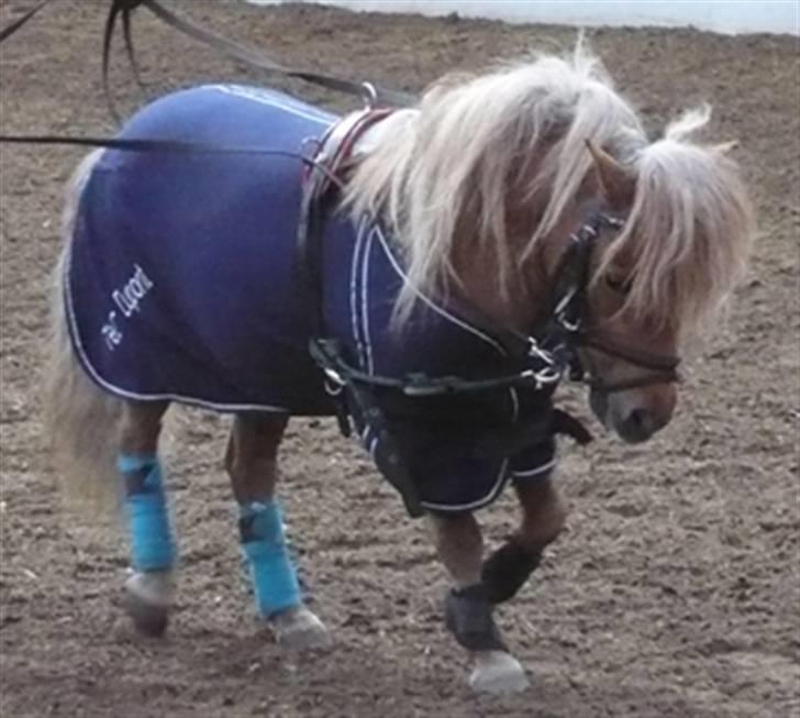 Dansk Miniature Egehøj`s Mr. Swing King - Swinger, til træning med DMHF-showteam marts 2008 billede 7