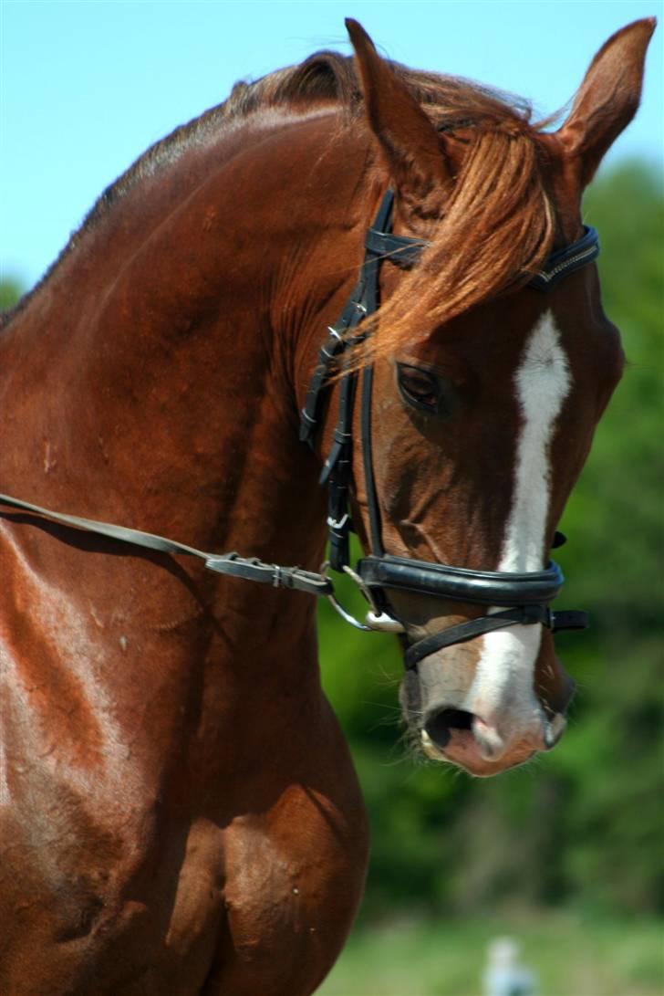 Anden særlig race BALTHAZAR - Velkommen til Balthazar profil. Smid gerne en bedømmelse (:  billede 3