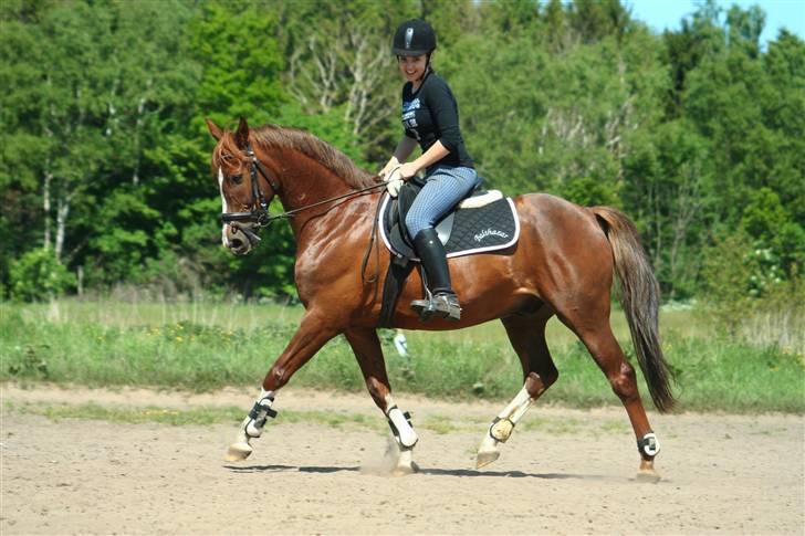 Anden særlig race BALTHAZAR - Jeg elsker at ride dig - derfor smiler jeg. Du gør mig lykkelig <3 billede 1