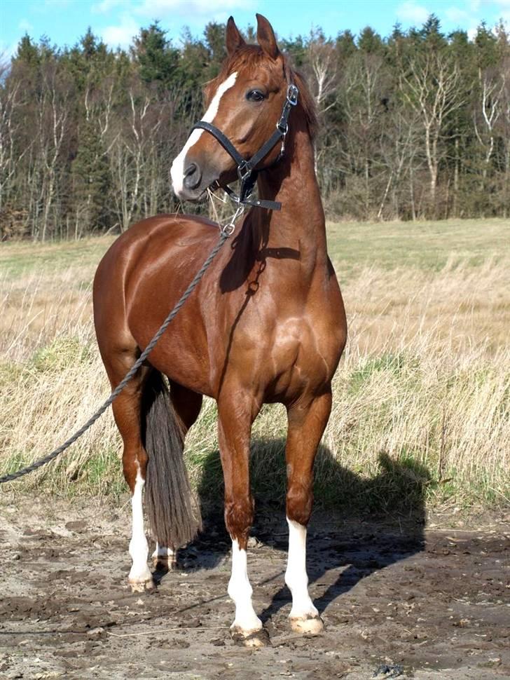 Anden særlig race BALTHAZAR - www.soegaard.dk billede 6