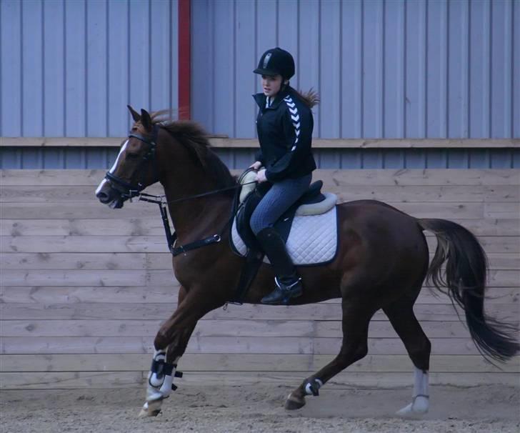 Anden særlig race BALTHAZAR - hyp lille hest. Tja, min opstilling er vist ikke noget at prale af xD billede 11