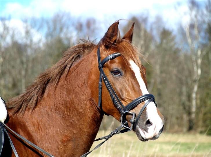 Anden særlig race BALTHAZAR billede 15