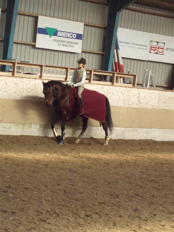Anden særlig race De Light - Vi var ude på Bjerringbro, og han elskede bare den store hal! billede 14