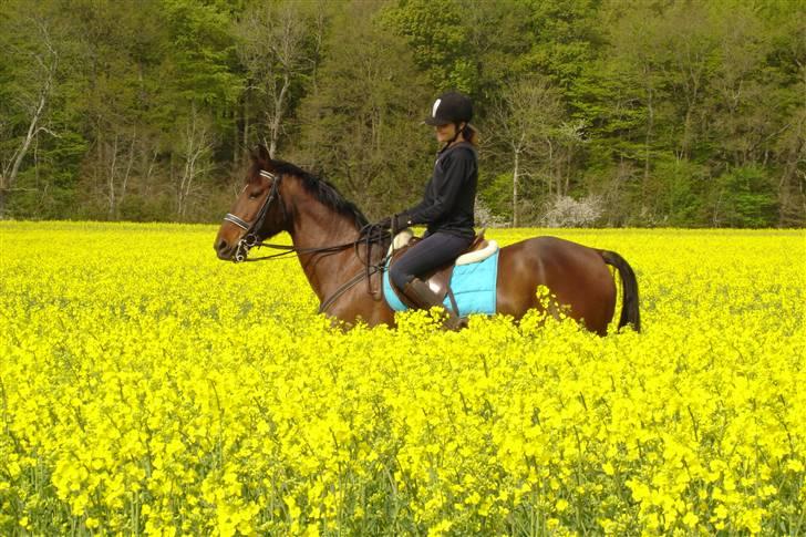 Anden særlig race De Light - Ja ud i rapsmarken:D Med en lidt hidsig basse :b billede 15