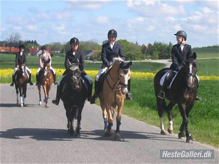 Palomino Miss Saigon (solgt) billede 9