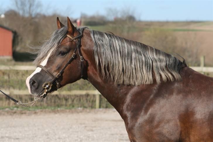 Welsh Cob (sec D) Prince T - Gammel Part <3 - Hans smukke, smukke hovede (: Her kan man også virkelig se hans sølvgrå man.  billede 9