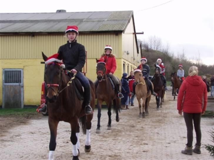 Ungarnsk Varmblod  baba   *gammel skolehest* billede 14