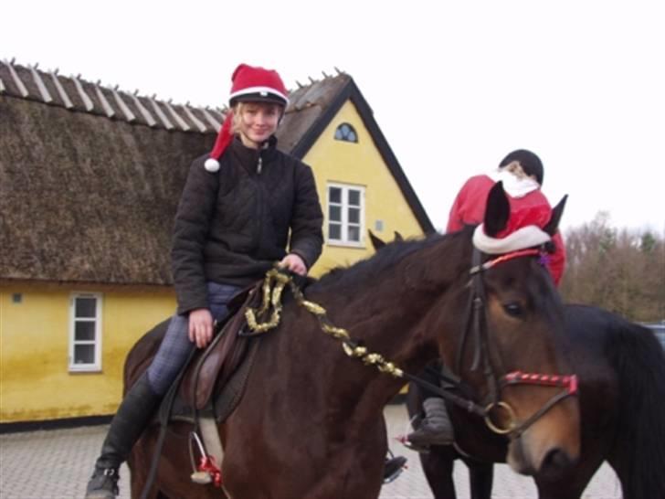 Ungarnsk Varmblod  baba   *gammel skolehest* billede 15