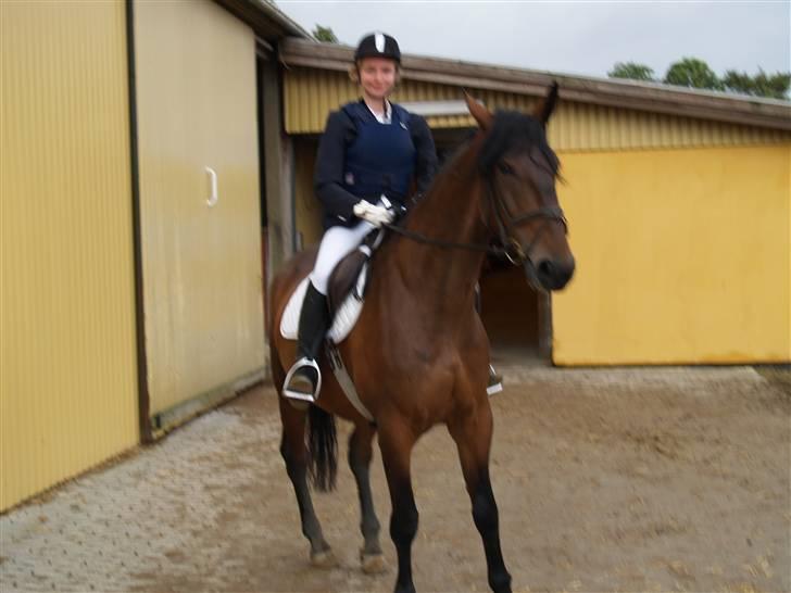 Ungarnsk Varmblod  baba   *gammel skolehest* billede 16