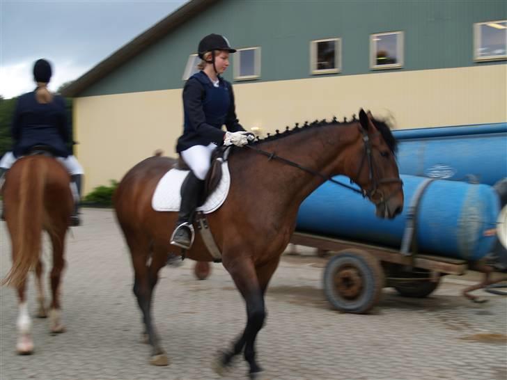 Ungarnsk Varmblod  baba   *gammel skolehest* billede 17