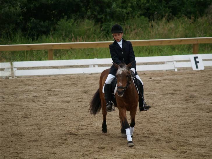 Anden særlig race Dipsi *på pansion* - det er skønt at være til stævne.. billede 16