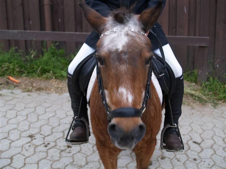 Anden særlig race Dipsi *på pansion* - der har vi jo den smukke dipper billede 17