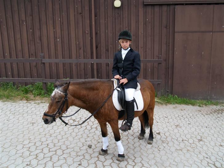 Anden særlig race Dipsi *på pansion* - så er vi ferdige med stævnet og dipper tøsen er ved at falde i søven.. billede 18