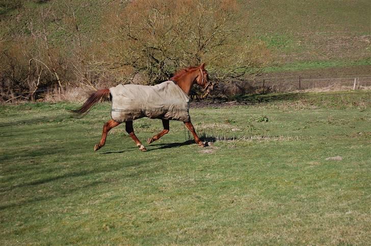 Dansk Varmblod Lazall Harkjær (pinki) - Blær billede 19