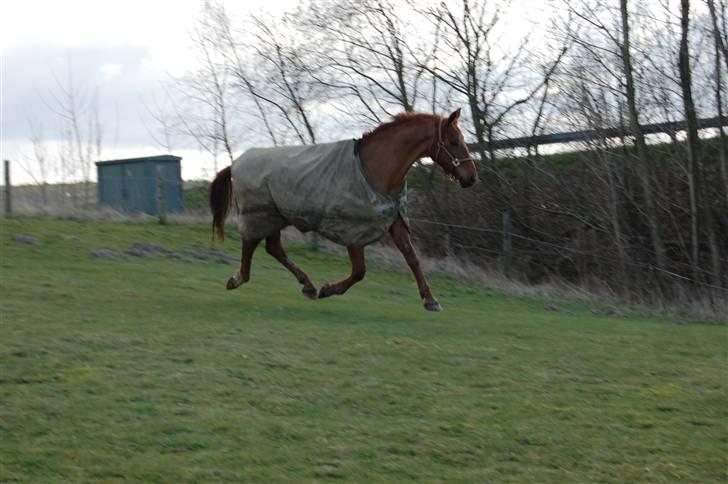 Dansk Varmblod Lazall Harkjær (pinki) billede 20