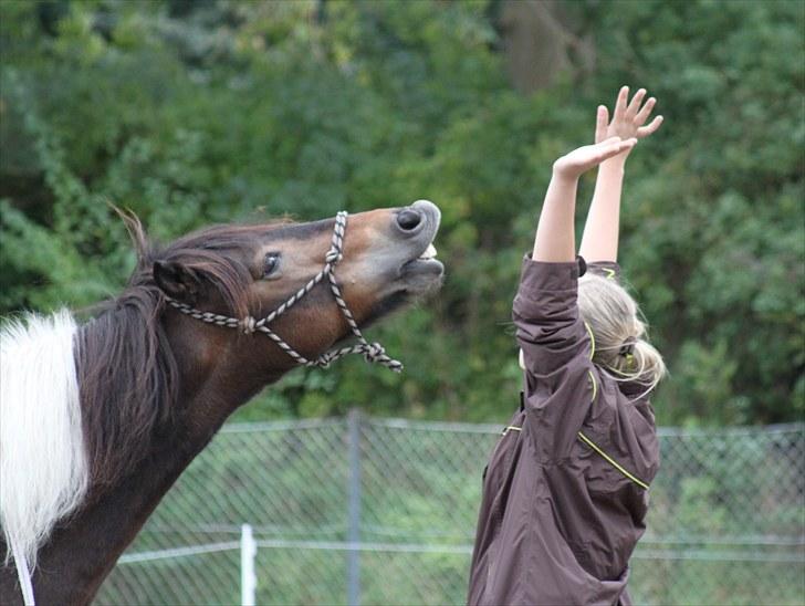 Anden særlig race Tamara † -Guardian Angel- - HANDS UP! haha, Tamara var lidt overgearet og så slog jeg hænderne op og så fik hun et flip xD <3 - hun er bare så dejlig at fjolle med, for hun er med på den værste! x´D <33 billede 13