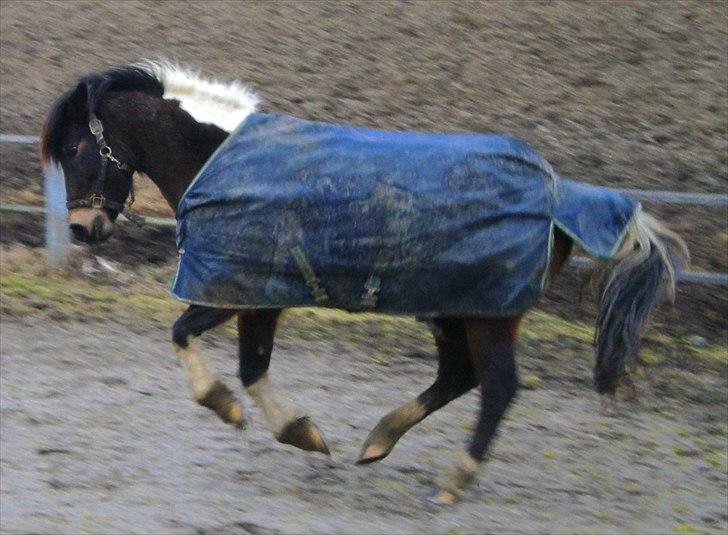 Anden særlig race Tamara † -Guardian Angel- - Min vilde pony<3 to år gammelt billede :P <3 billede 17