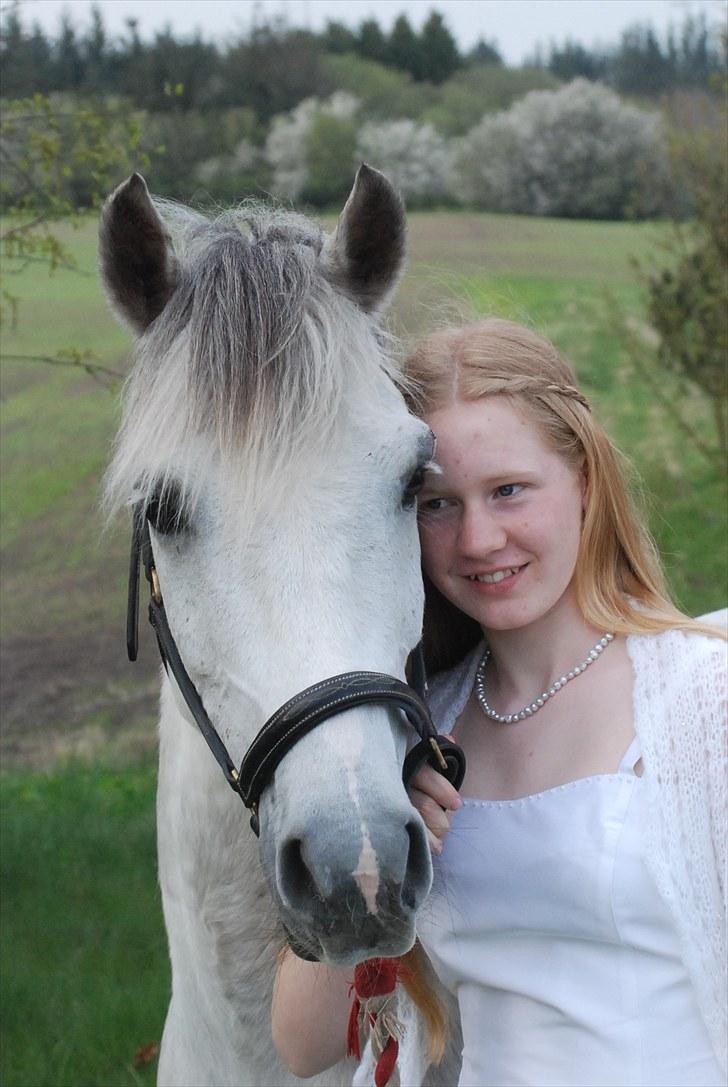 Welsh Partbred (Sec F) Zafir billede 8