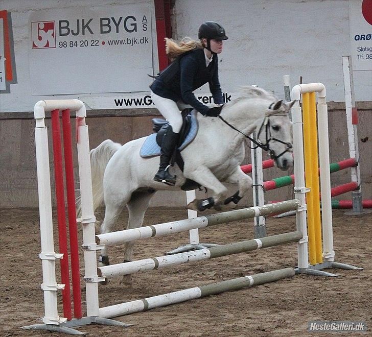 Welsh Partbred (Sec F) Zafir -  Foto: Lisa-Maria Lund Eriksen billede 9
