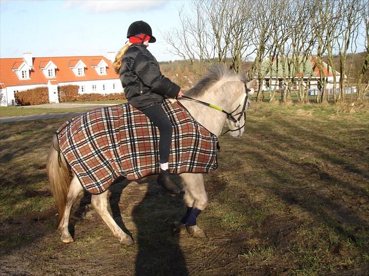 Welsh Partbred (Sec F) Zafir billede 10