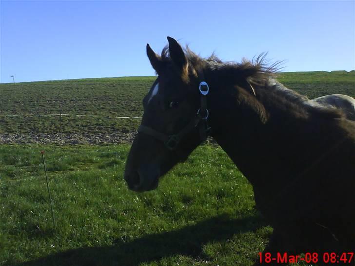 Anden særlig race Bremerholm´s Sunshine - i farten. billede 6