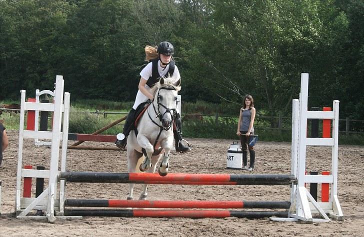 Welsh Partbred (Sec F) Zafir - Foto: Christina Von Dosenrode billede 11