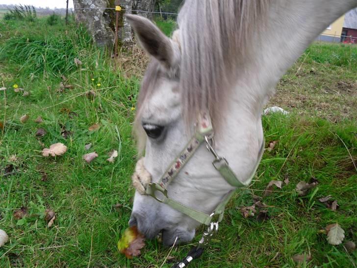 Welsh Partbred (Sec F) Zafir billede 12