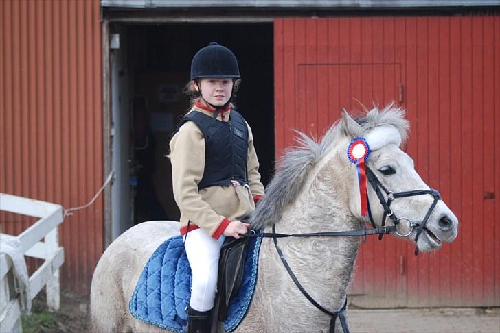 Welsh Partbred (Sec F) Zafir - Efter vores første stævne :-) billede 13