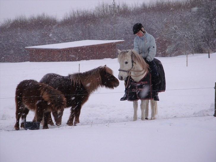 Welsh Partbred (Sec F) Zafir billede 14