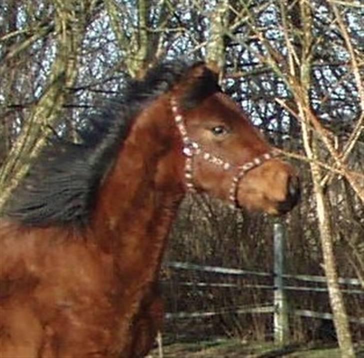 Anden særlig race "Golden Donnagan"  - Donnagan - marts 2009 - 1 år gammel :) billede 9